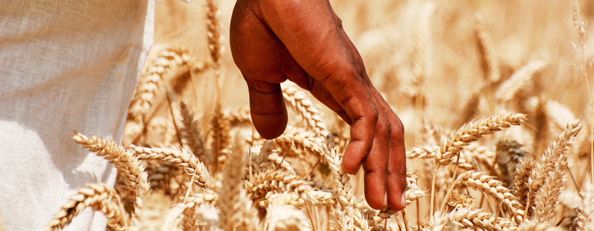 hand touching wheat