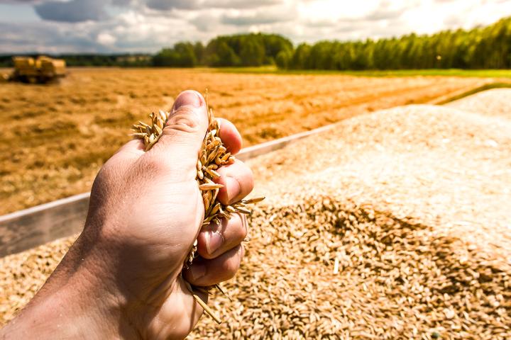 Farmer hand holding grains. Tractor trailer full of ripe golden oat whole grains with rural landscape in the background stock photo