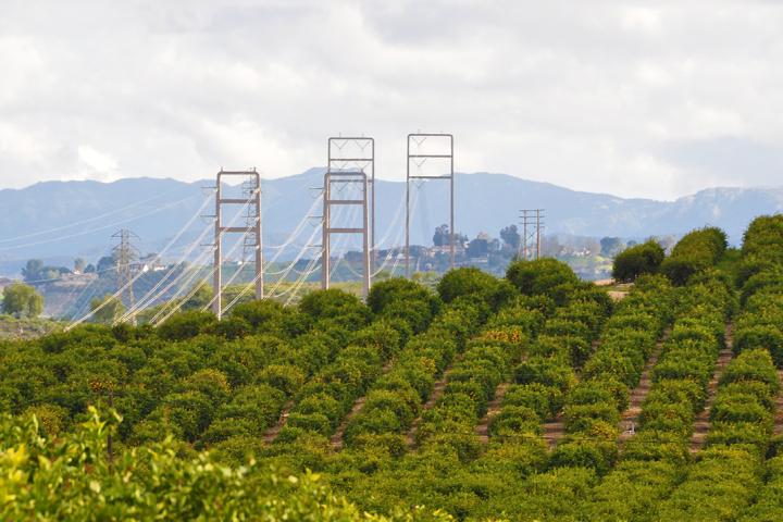 Orchard landscape, Moorpark, California. Stock image