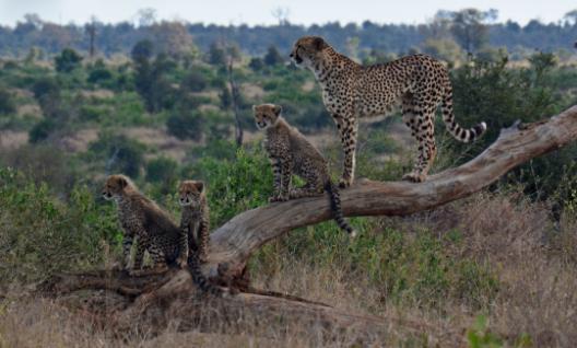 Picture of a cheetah and cubs sitting on a branch
