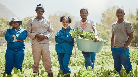 A group of young farmers standing together while harvesting fresh spinach