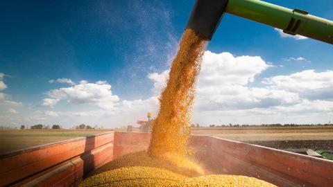 Combine harvester pours corn maize seeds