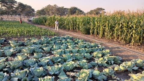 Crop diversification in Zambia at play