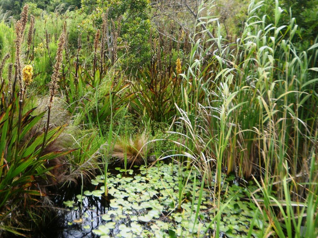 Ecological infrastructure is made up of naturally functioning ecosystems that deliver services to people, including mountain catchments, rivers, wetlands and coastal dunes.