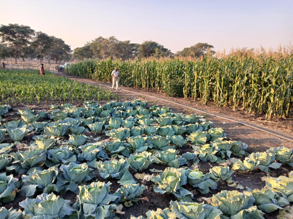 Crop diversification in Zambia at play