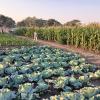 Crop diversification in Zambia at play